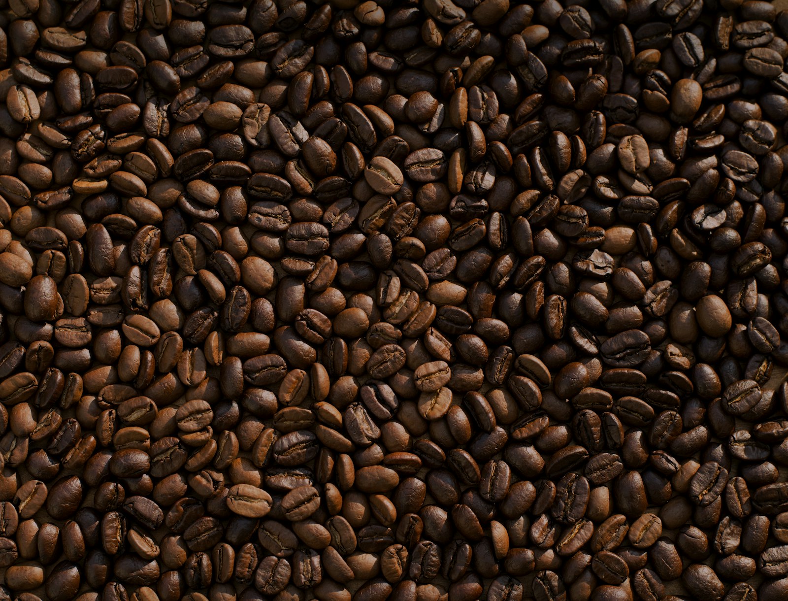 Freshly processed green coffee beans from Yogyakarta